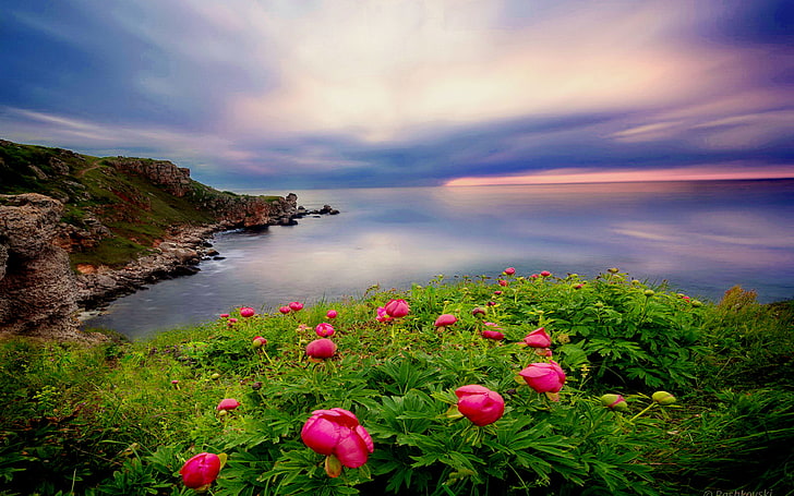 Vackert landskap Ocean Coastal Coast Green Vegetation Röda blommor Desktop Wallpaper HD för din dator 3840 × 2400, HD tapet
