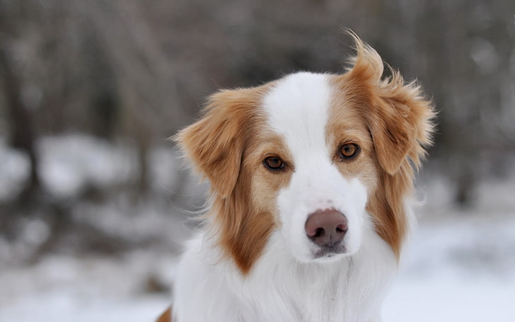 длинношерстная бело-коричневая собака, собака, морда, глаза, ветер, HD обои