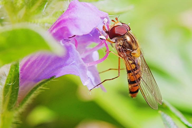 Hoverfly perched on purple flower, hoverfly, Hoverfly, macro, IMG, purple flower, Hover  fly, close  up, up  close, close-up, wow, photography, insect, nature, animal, fly, HD wallpaper