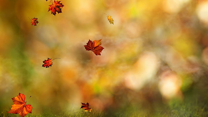 fem bruna lönnlöv, grunt fokus på bruna löv, löv, fall, suddiga, HD tapet