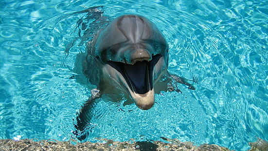delfin, vanlig flasknosdelfin, marina däggdjur, däggdjur, vatten, kort näbbdelfin, wholphin, spinner dolphin, HD tapet HD wallpaper