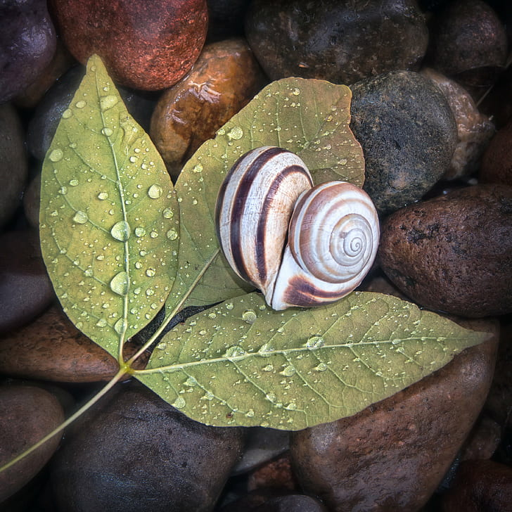 shallow photography of brown snail on top of green leaf, Love on the Rocks, Color, Version, Explore, shallow, photography, brown, snail, on top, green leaf, leaf  Love, leaves, droplets, shells, conceptual, together, square, veins, pebbles, rain, nature, animal, mollusk, spiral, animal Shell, close-up, slimy, HD wallpaper