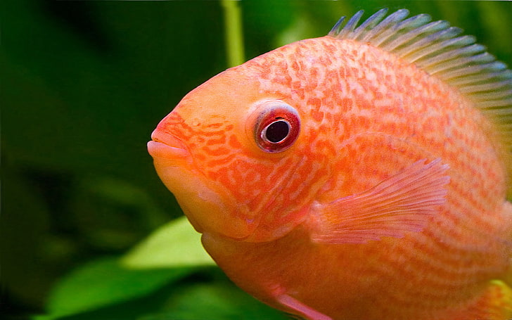 Пятнистая красная рыба появляется из Бразилии и реки Амазонки, HD обои