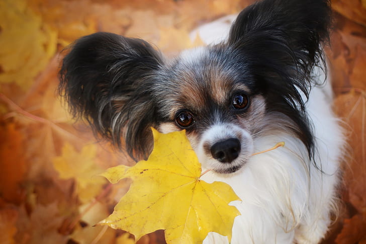 otoño, mira, hoja, perro, orejas, cara, Papillon, el juguete continental Spaniel, Fondo de pantalla HD