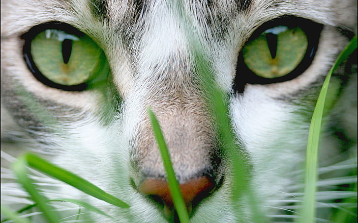 Gray Eyes Cat, kattunge, gräs, djur, djur, HD tapet