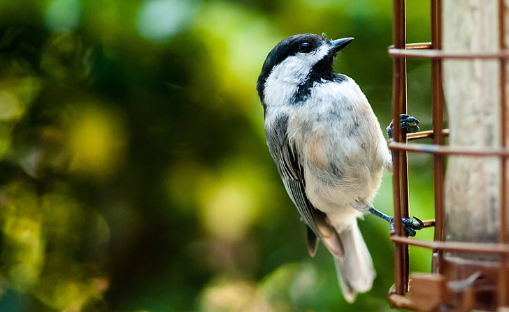 Птица на заборе, птица в черных шапочках синица, животные, птицы, птица, забор, HD обои