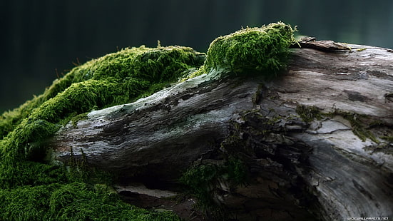 gray driftwood, wood, forest, moss, green, trees, nature, log, plants, HD wallpaper HD wallpaper