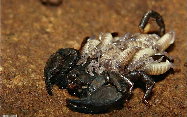 A Mother Scorpion & Babies, nature, mother, scorpions, babies, nature and landscapes, HD wallpaper