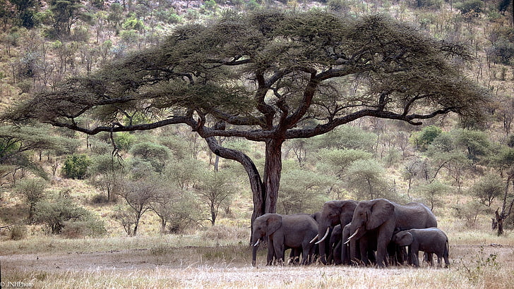 pemandangan, gajah, sabana, Wallpaper HD