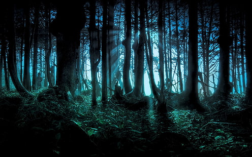 деревья и растения, темный, лес, жуткий, ночь, жуткий, дерево, лес, HD обои HD wallpaper