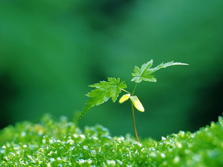 green leaf plant, grass, sprout, green, young, HD wallpaper