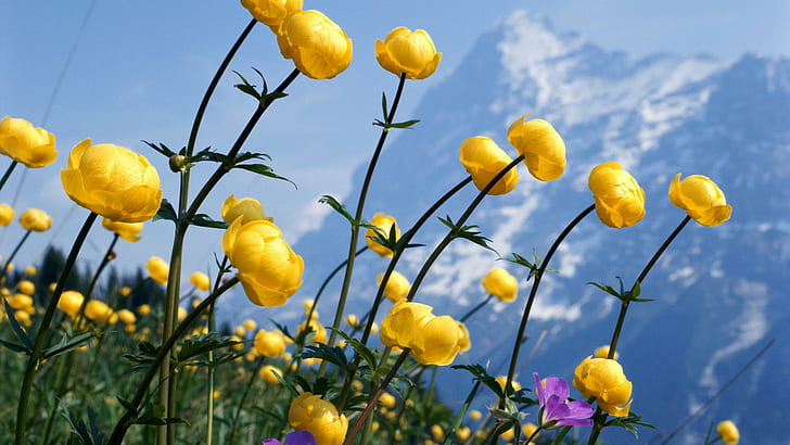 Gula bergblommor, gulblommig blomma, blommor, 1920x1080, vildblomma, HD tapet