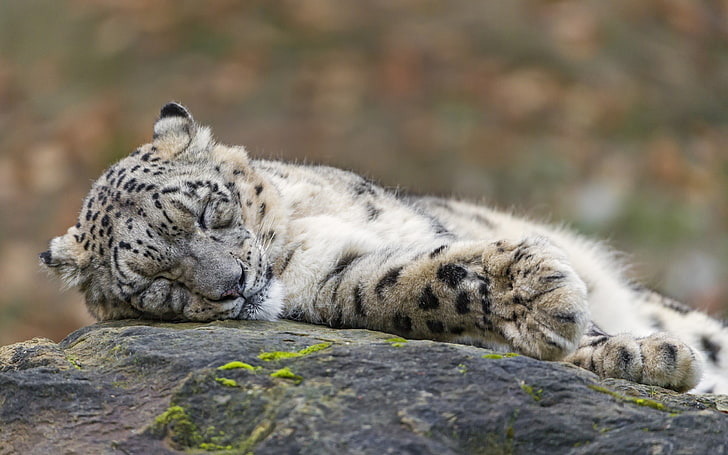 gato atigrado blanco y negro, leopardos de las nieves, animales, dormir, leopardo (animal), Fondo de pantalla HD