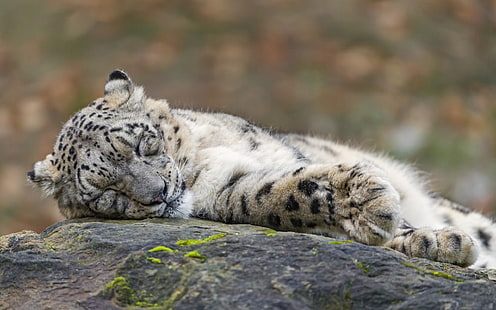 бяла и черна котка, снежни леопарди, животни, спане, леопард (животно), HD тапет HD wallpaper