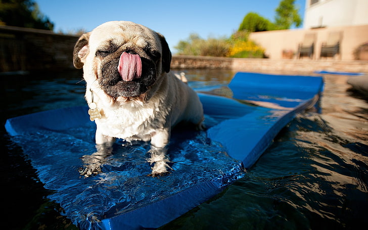 pug dewasa, pug, kolam renang, berenang, karpet, anjing, Wallpaper HD