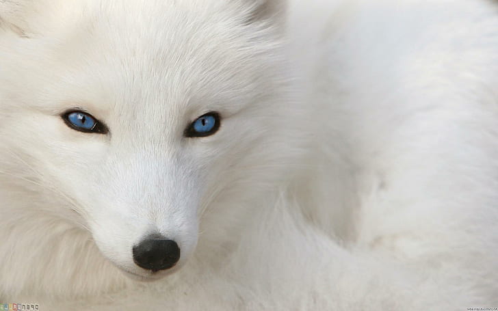 Лисица със сини очи, арктическа лисица, каниди, месоядни, vulpes lagopus, животни, HD тапет