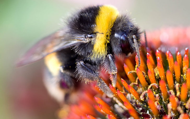 bumble bee, bee, flower, pollination, stamen, petals, HD wallpaper