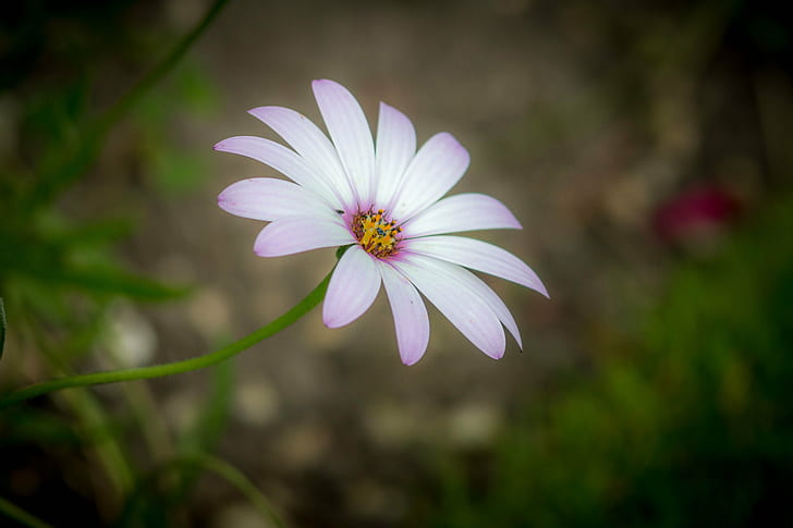 shallow focus of white and purple flower, daisy, daisy, Single, shallow focus, white, purple flower, eos  70d, canon, osteospermum, nature, plant, flower, summer, daisy, petal, outdoors, close-up, HD wallpaper