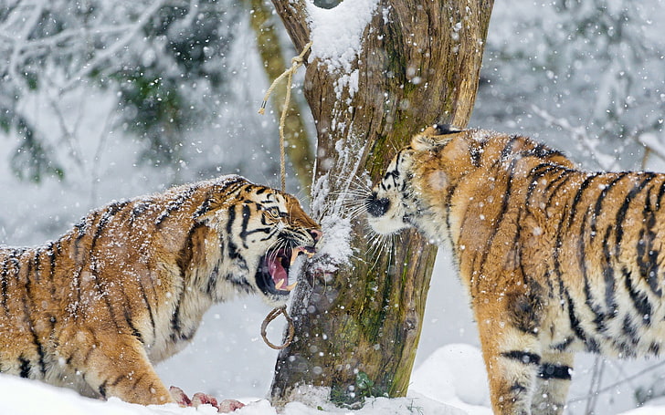 tiger, winter, snow, animals, HD wallpaper