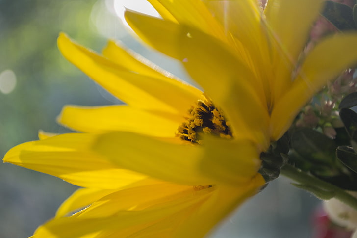 herbario, flores, verano, flores amarillas, Fondo de pantalla HD