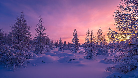 冬、雪、森、紫、日没、木、雪の吹きだまり、自然、冬、雪、森、紫、日没、木、雪の吹きだまり、 HDデスクトップの壁紙 HD wallpaper
