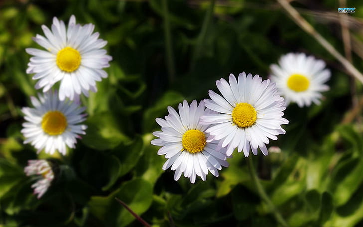 Pleasant Daisies, spring, nature, flowers, daisies, nature and landscapes, HD wallpaper