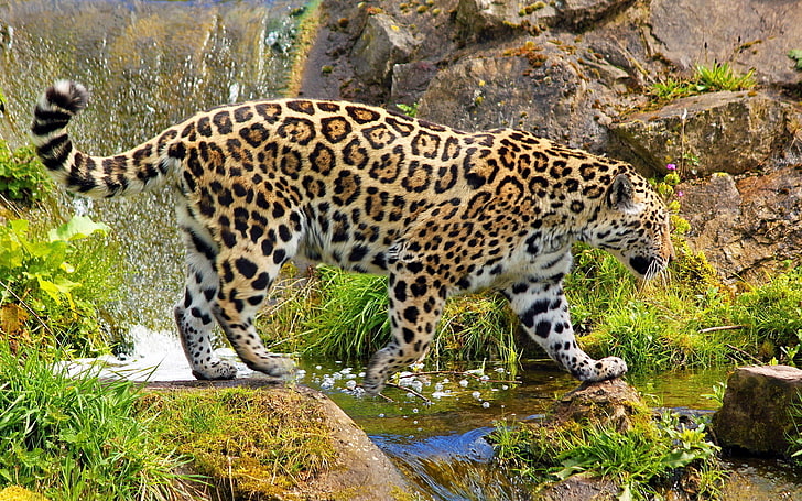 El jaguar salvaje, guepardo adulto, animales, leopardo, agua, hierba, piedras, jaguar, Fondo de pantalla HD