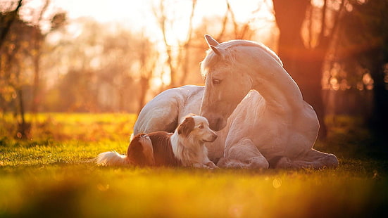 cute, horse, dog, white horse, grass, friendship, friends, cuteness, HD wallpaper HD wallpaper