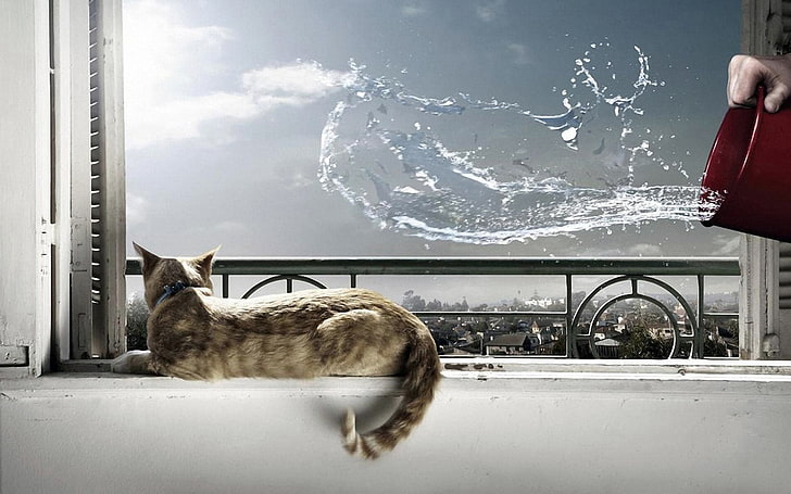 gray cat, cat, lying, windowsill, bucket, water, splash, situation, HD wallpaper