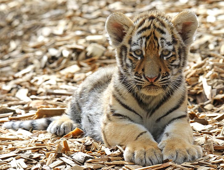 olha, tigre, patas, filhote, gatinho, rosto, gato selvagem, HD papel de parede