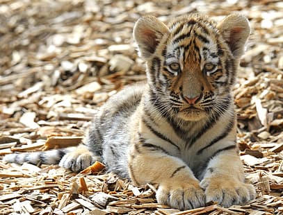  look, tiger, paws, cub, kitty, face, wild cat, HD wallpaper HD wallpaper