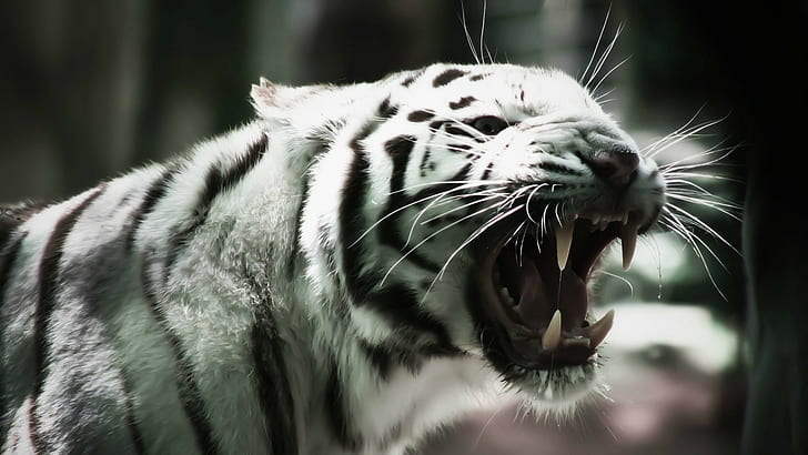 animals, tiger, big cats, mammals, attack, HD wallpaper
