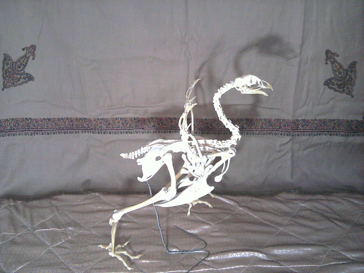 Chickenosaurus, x264, chicken, skeleton, handwork, animals, HD wallpaper