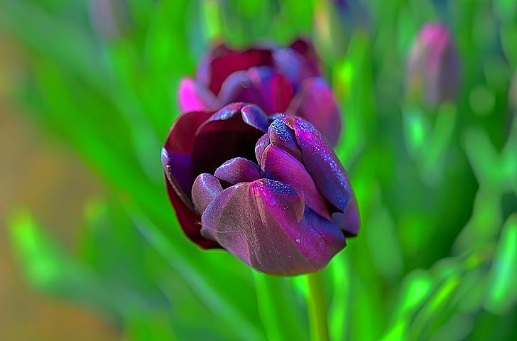 purple and pink tulips, Queen of Night, purple, pink, Wooden Shoe, Tulip Festival, Woodburn, Oregon, USA, Color, Maroon, Dark  Green, Festival, Tulips, Tulip, Farms, Willamette Valley, Wife, Easy, HDR, Nikon D7100, Kirt, Outdoor, Outdoors, Spring, Time, Macro, Closeup, Bloom, Blossom, Scenic, Bright, Flower, Bokeh, DOF, Depth of Field, Serene, Pastel, Water, Drops, Dew, Plant, nature, petal, springtime, freshness, pink Color, flower Head, beauty In Nature, summer, close-up, leaf, HD wallpaper