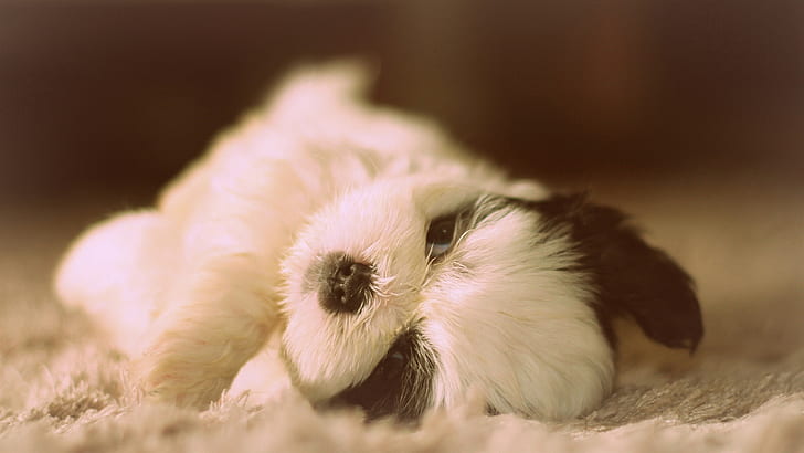 Lucu Shih Tzu, anjing berbaring, Lucu, Anjing, Berbohong, Wallpaper HD