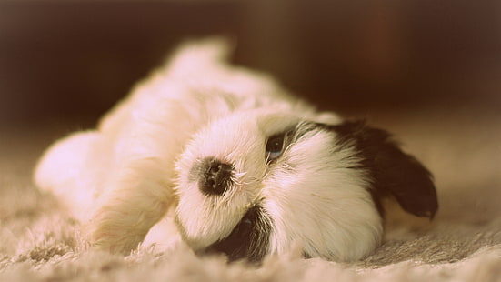 Shih Tzu bonito, cão deitado, fofo, cão, deitado, HD papel de parede HD wallpaper