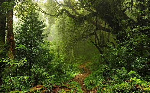 ป่าต้นไม้มอสแสงแดดธรรมชาติภูมิทัศน์สีเขียวเส้นทาง, วอลล์เปเปอร์ HD HD wallpaper