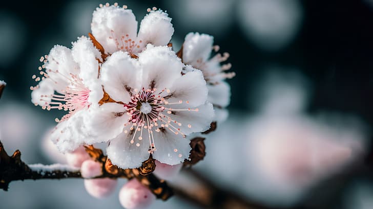 AI-konst, frost, blommor, körsbärsblom, närbild, Japan, HD tapet