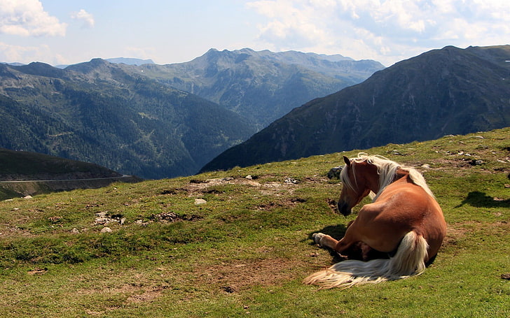 коричнево-белая короткошерстная собака, пейзаж, лошадь, горы, животные, природа, HD обои