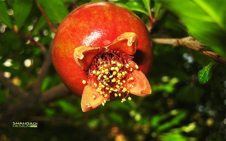 fruit, pomegranate, HD wallpaper