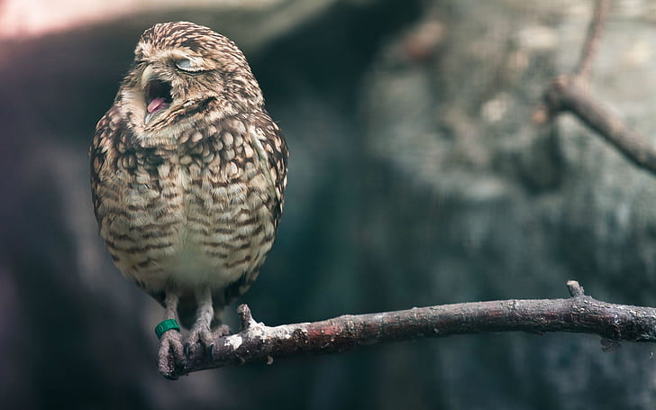 Owl Yawn Bird HD, животни, птици, бухал, прозяване, HD тапет