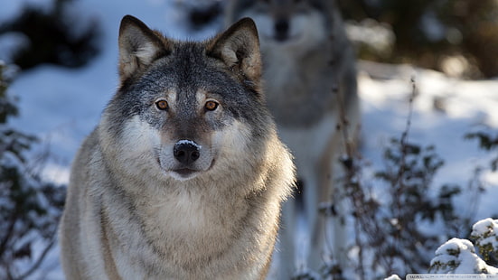 grauer und schwarzer Wolf, Wolf, Tiere, Natur, wild lebende Tiere, HD-Hintergrundbild HD wallpaper