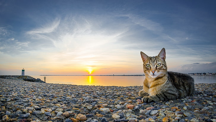 chat tigré gris, chat, animaux, coucher de soleil, plage, pierres, Fond d'écran HD