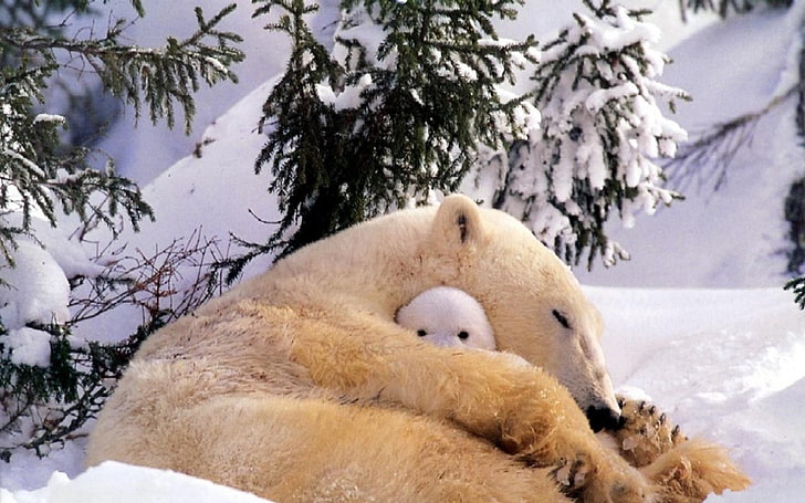الدب القطبي ، الدببة القطبية ، الحيوانات ، حيوانات الأطفال ، الثلج، خلفية HD