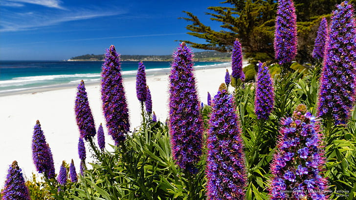 Orgullo floreciente de Madeira, Carmel, California, flores / jardines, Fondo de pantalla HD
