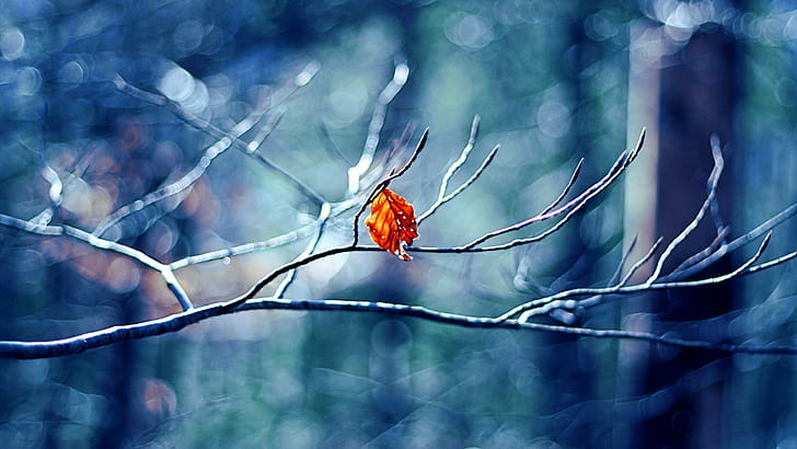 Зима, дерево, лист, 4к фото, HD обои