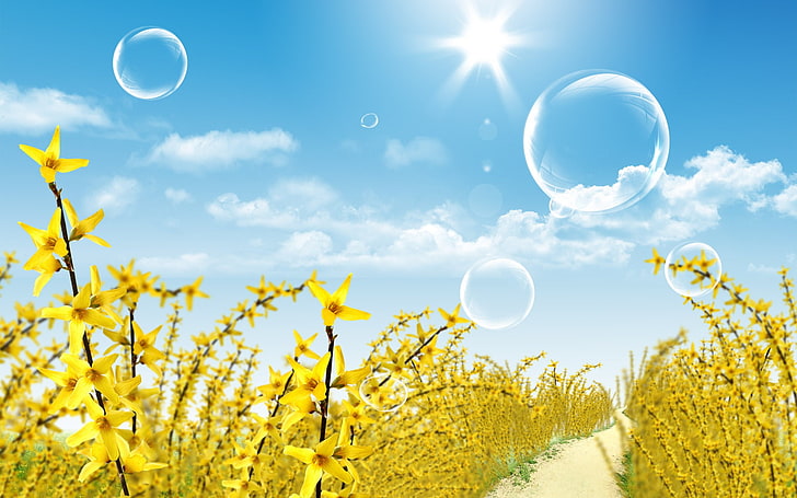 yellow flowers, flowers, path, bubbles, Sun, Forsythia, HD wallpaper