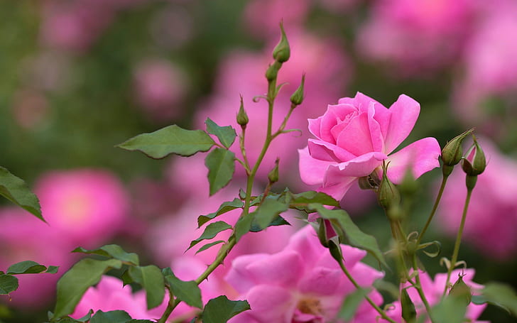 Rosa ros, blommor, knoppar, bokeh, rosa, ros, blommor, knoppar, bokeh, HD tapet