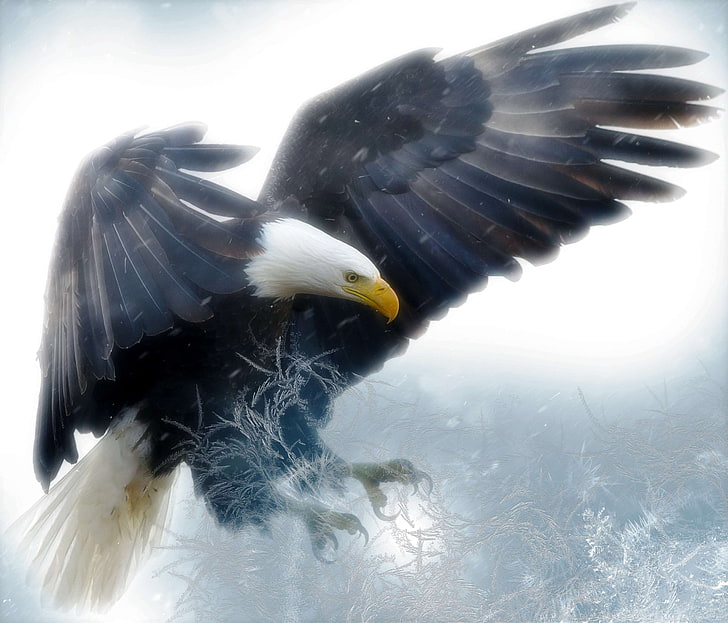 american, bald eagle, bird, digital art, digital illustration, digital processing, eagle flying, feathers, hunter, majestic, nature, predator, prey, raptor, symbol, wildlife, HD wallpaper