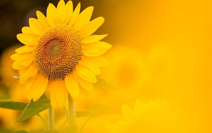Sunflower Yellow Background, yellow sunflower, Nature, Flowers, yellow, HD  wallpaper | Wallpaperbetter